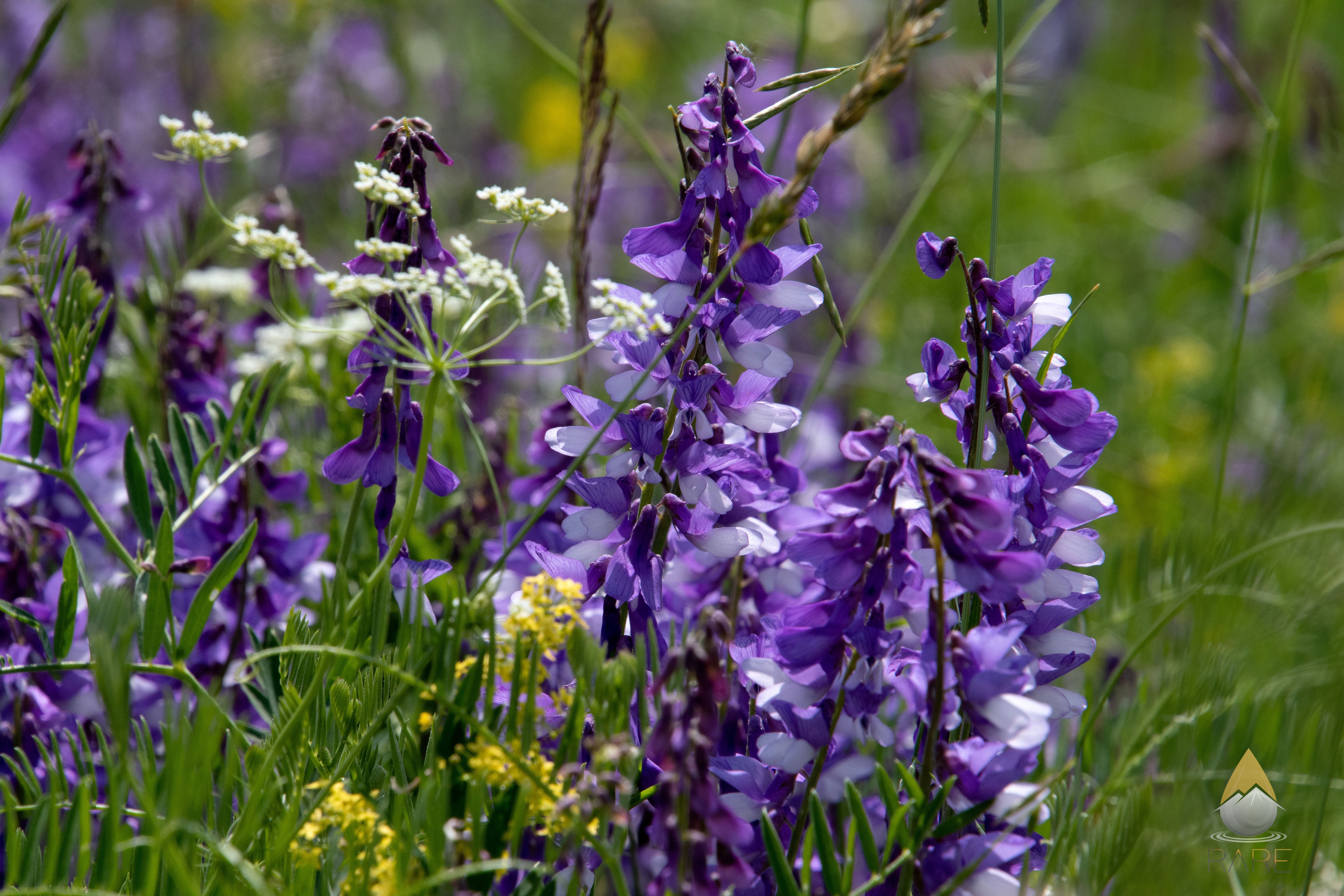 Protecting Nature, Preserving Purity: The Story Behind RARE’s Land