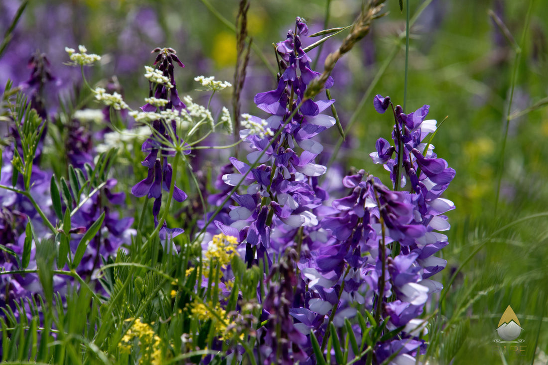 Protecting Nature, Preserving Purity: The Story Behind RARE’s Land